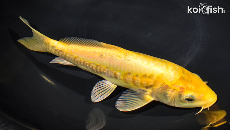 9.75" ARAGOKE KIGOI