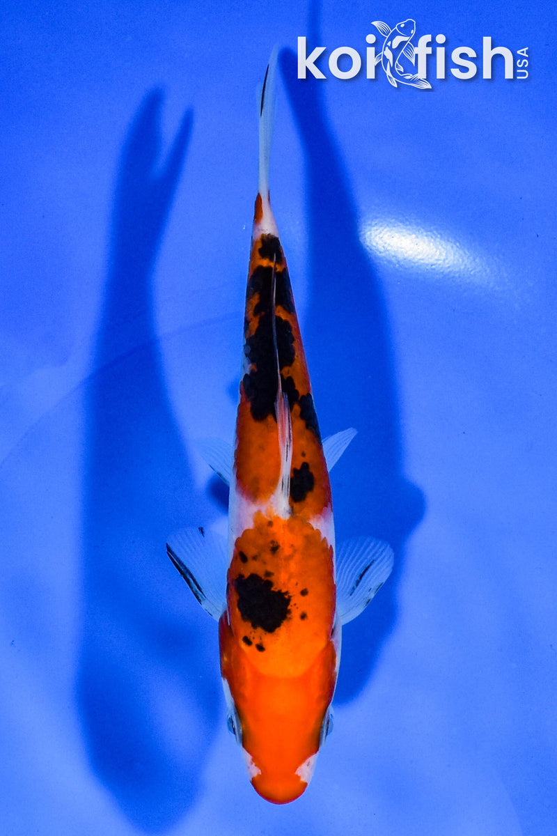 5.5" SANKE