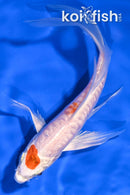 5.75" KIKUSUI BUTTERFLY