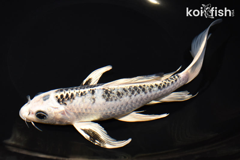 8.25" GINGA BUTTERFLY