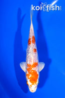 5.25" GINRIN HARIWAKE