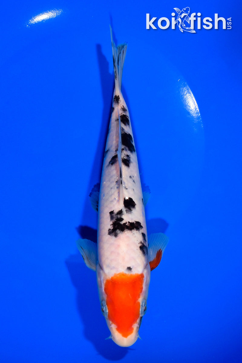 7.75" SANKE