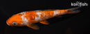 5.25" DOITSU OCHIBA SHIGURE