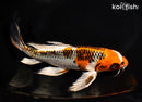 9.5" KUJAKU BUTTERFLY