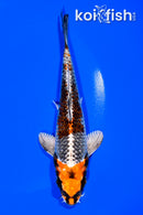 6.25" BENI GINGA