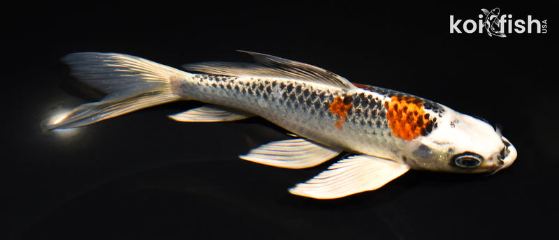 7.5" KUJAKU BUTTERFLY