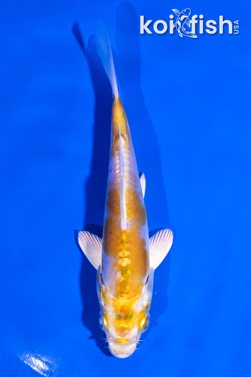 5" DOITSU LEMON HARIWAKE