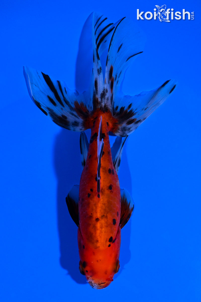 5.5" WATONAI GOLDFISH