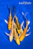 PACK OF (5) 5-6" BUTTERFLY KOI
