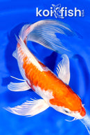 8.5" KIKUSUI BUTTERFLY