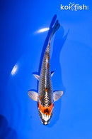 5.5" BENI GINGA