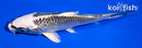 4.5" GIN MATSUBA