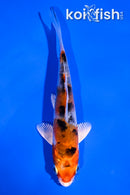 4.5" YAMATO NISHIKI