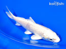 5.5" PLATINUM OGON