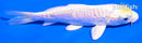5" DOITSU LEMON HARIWAKE