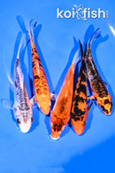 PACK OF (5) 5.25-5.5" STANDARD KOI