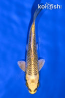 4.75" KI MATSUBA