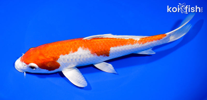 8.75" HARIWAKE