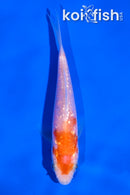 4" GINRIN KOHAKU