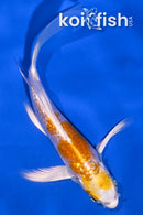 4.75" LEMON HARIWAKE BUTTERFLY
