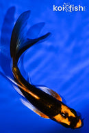 5.5" ORENJI MATSUBA BUTTERFLY