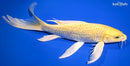 10" YAMABUKI OGON BUTTERFLY