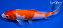 7.5" KOHAKU