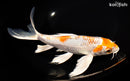 9.75" HARIWAKE BUTTERFLY