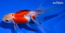 4.5" CALICO ORANDA GOLDFISH