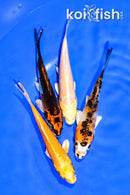 PACK OF (4) 4-4.25" MIXED STANDARD KOI
