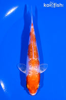 4.5" GINRIN HARIWAKE