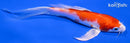 5.75" HARIWAKE BUTTERFLY
