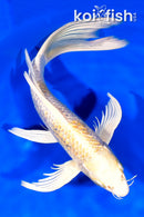 9.5" GINRIN HARIWAKE BUTTERFLY