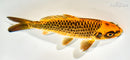 6.75" ORENJI MATSUBA