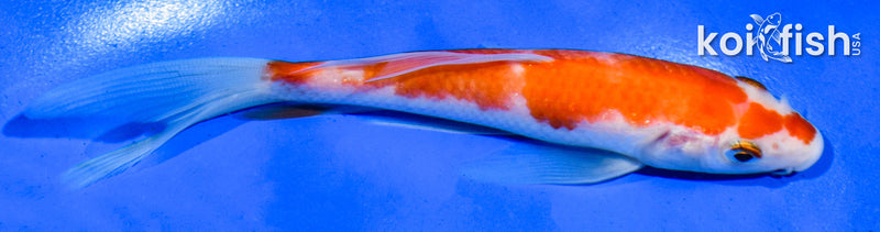 5.5" KOHAKU BUTTERFLY