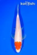 6.75" TANCHO KOHAKU