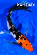 9.5" SANKE BUTTERFLY