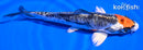 5.5" BENI KIKOKURYU