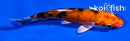 4.5" HEISEI NISHIKI