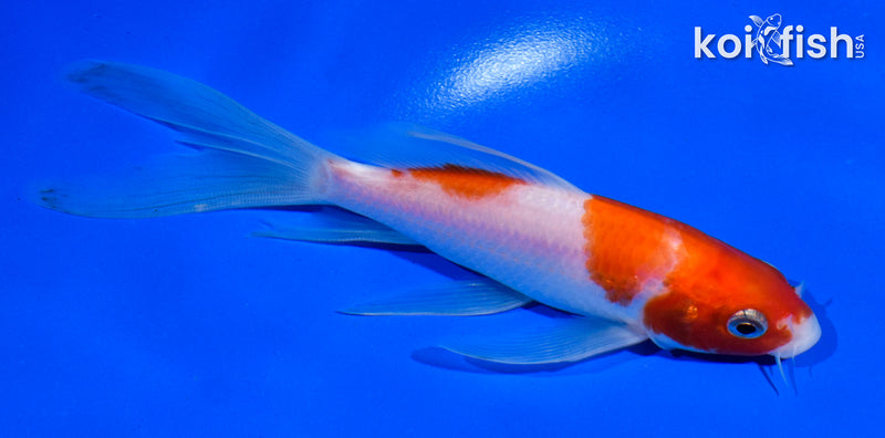 5.5" KOHAKU BUTTERFLY