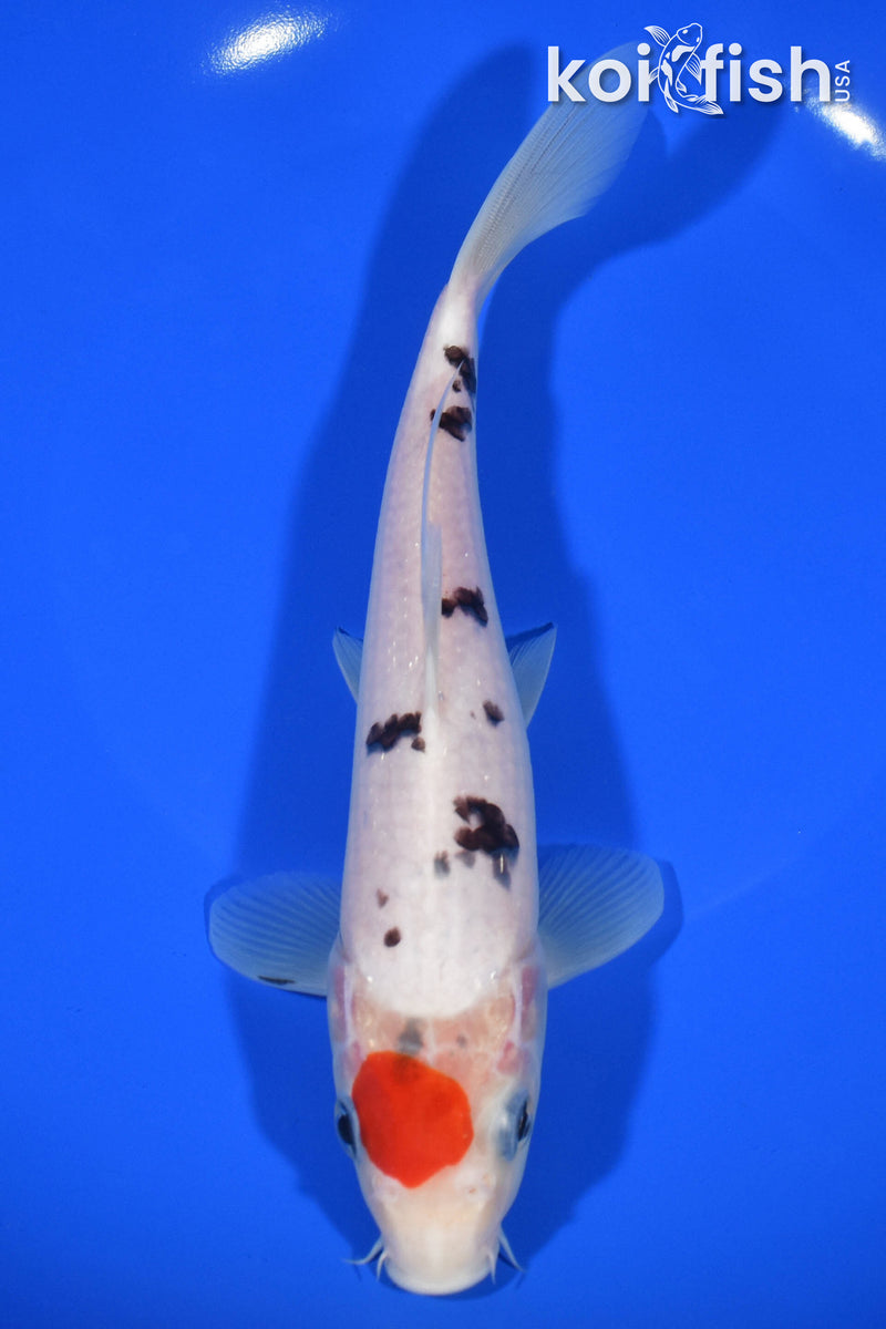 8.25" TANCHO SANKE