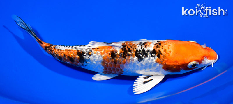 7.75" GINRIN YAMATO NISHIKI
