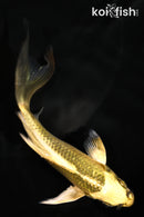 5.25" KI MATSUBA BUTTERFLY