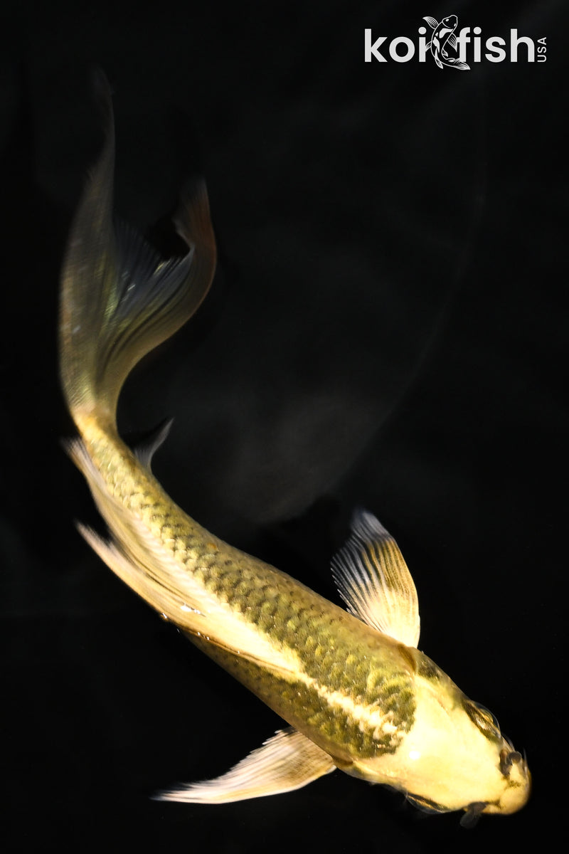 5.25" KI MATSUBA BUTTERFLY