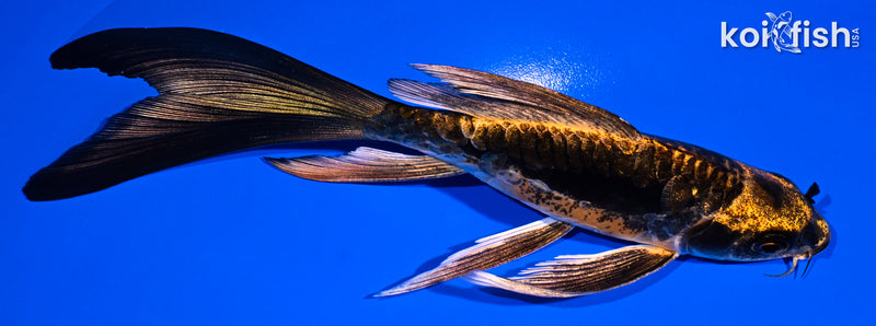 5.75" ARAGOKE BENI KIKOKURYU BUTTERFLY