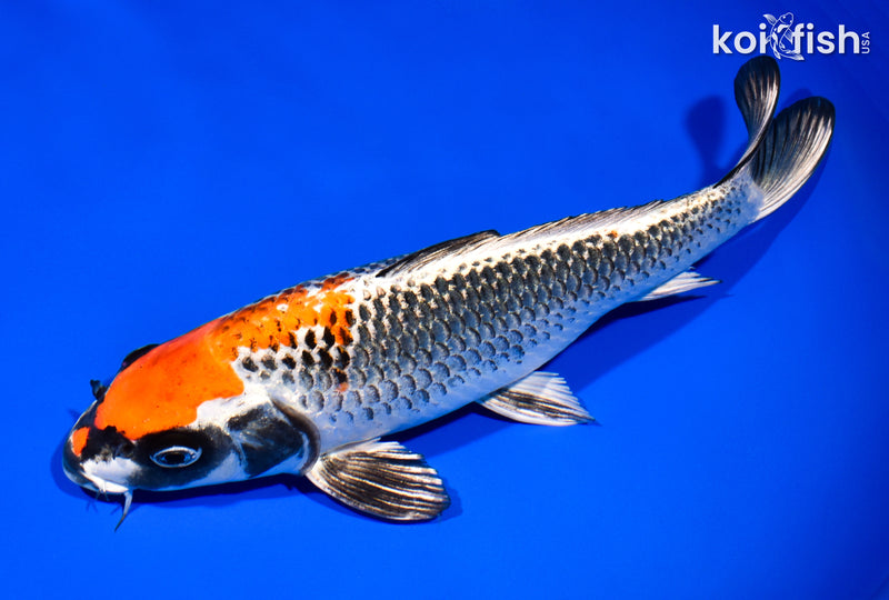 10.5" BENI GINGA