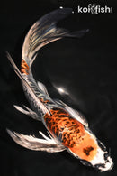 7.25" BENI KIKOKURYU BUTTERFLY