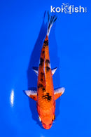 5.5" YAMATO NISHIKI