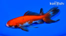 5.25" WATONAI GOLDFISH