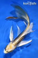 6" KIN KIKOKURYU BUTTERFLY